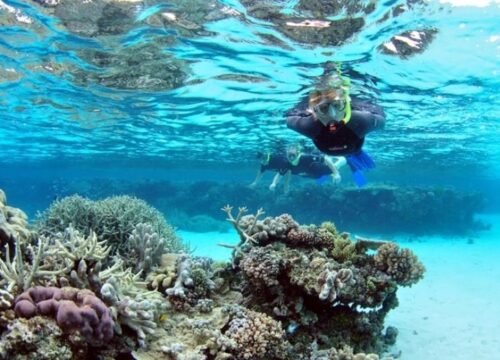 Snorkeling At Mahmya Island From Hurghada