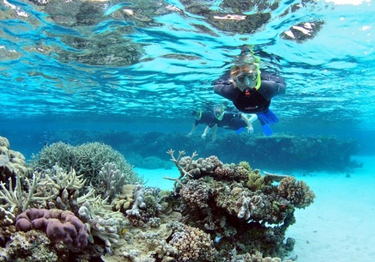 رحلة الغوص و SATH Dolphin Reef Marsa تعرف