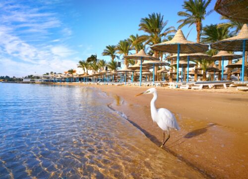 25 Day Cairo & Alexandria & Luxor & Aswan and Sharm El Sheikh
