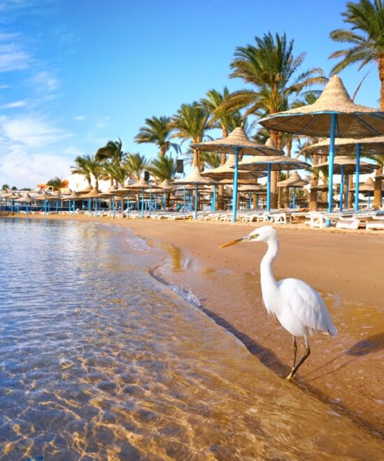 24 Day Cairo & Alexandria & Luxor & Aswan and Sharm El Sheikh